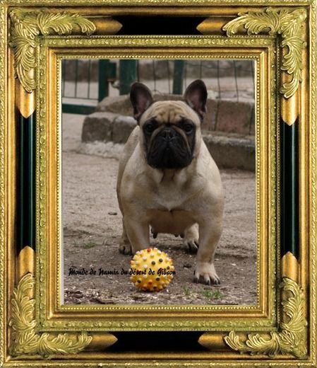 Monde de narnia Du Désert De Gibson