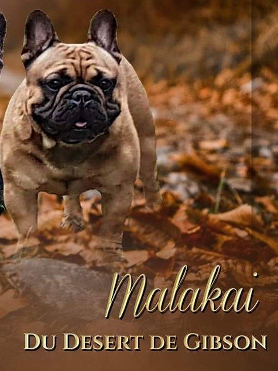 Malakaï Du Désert De Gibson