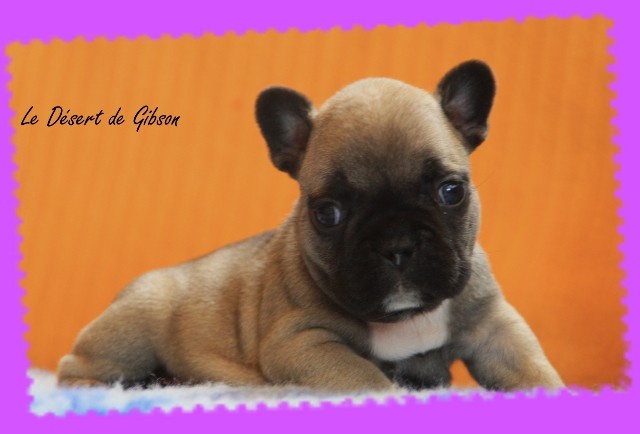 Chiot Bouledogue français Du Désert De Gibson
