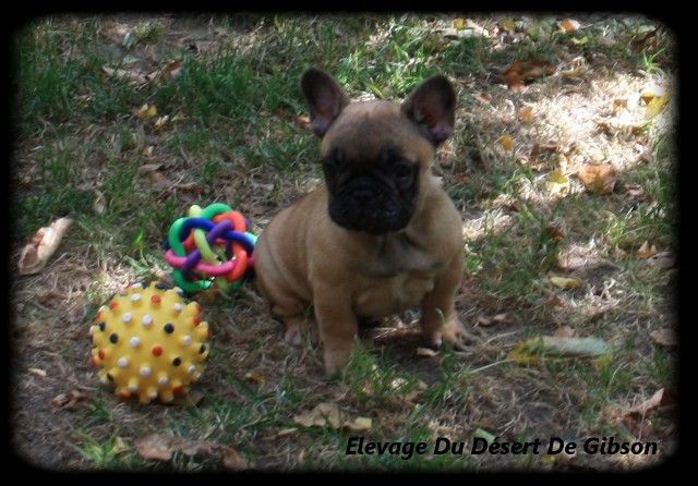 Du Désert De Gibson - Bouledogue français - Portée née le 27/05/2018